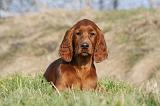 SETTER IRLANDAIS 304